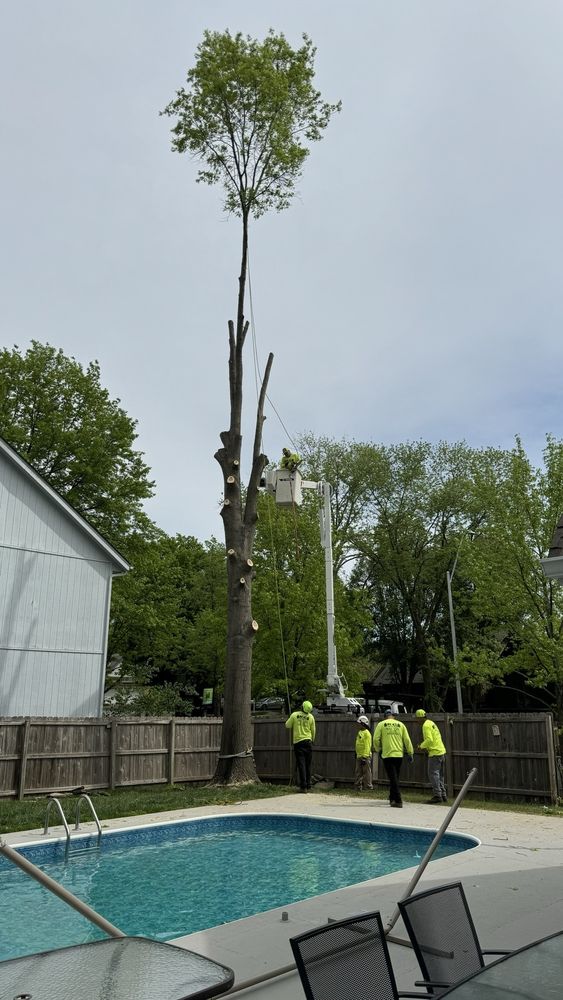 KC Tree Specialist - tree service in Kansas, MO