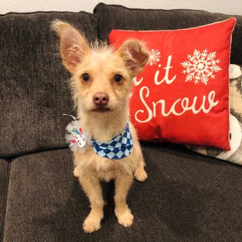 Ann's Pet Grooming - Pet Groomers Near Me - Brea, California