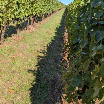 Evening Land - Wineries Near Me - Salem, Oregon Evening Land - Wineries Near Me - Salem, Oregon