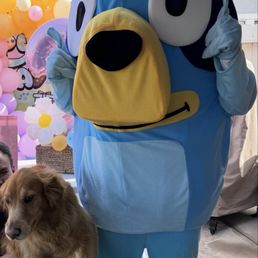 Blue dog