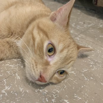 My Kitty Cafe - Pet Adoption Near Me - Guelph, Ontario My Kitty Cafe - Pet Adoption Near Me - Guelph, Ontario