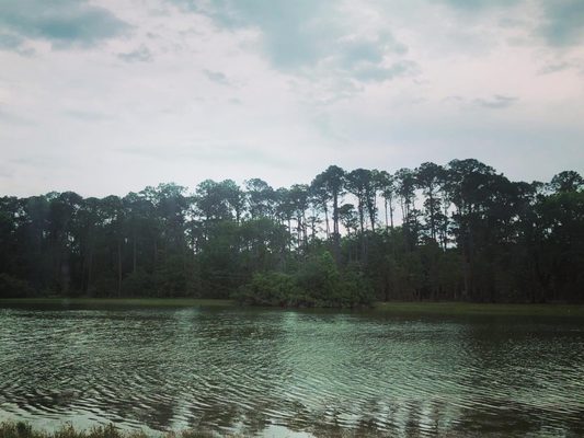 Sea Pines Forest Preserve by null