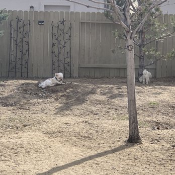 Valley Flores Yard & Maintenance - two sheep laying in the yard - Landscaping Near Me Valley Flores Yard & Maintenance - two sheep laying in the yard - Landscaping Near Me