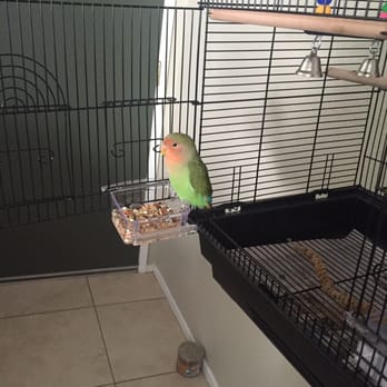 Birds N Paradise - Watermelon eating in her new home.. - Bird Shops Near Me - Menifee, California