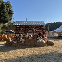Classic Pumpkin Patch & Trees - More pumpkins haha