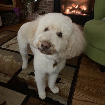 Zen Dog Grooming - Brinkley Goldendoddle - Pet Groomers Near Me - Quakertown, Pennsylvania Zen Dog Grooming - Brinkley Goldendoddle - Pet Groomers Near Me - Quakertown, Pennsylvania