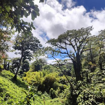 Akaka Falls State Park - Parks Near Me - Honomu, Hawaii Akaka Falls State Park - Parks Near Me - Honomu, Hawaii