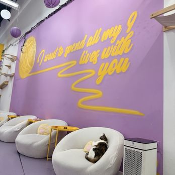 Purr-fecto Cat Lounge - Animal Shelters Near Me - Austin, Texas