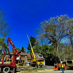 Mass Tree Pros