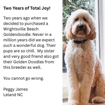 Wrightsville Beach GoldenDoodles - Tucker is a standard Golden Doodle. - Pet Breeders Near Me Wrightsville Beach GoldenDoodles - Tucker is a standard Golden Doodle. - Pet Breeders Near Me