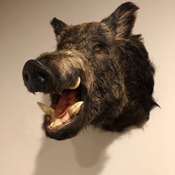 Bob's Wildlife Taxidermy