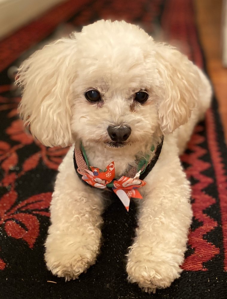 D’TAILS DOG GROOMING Updated October 2024 11 Photos 30 Bath Rd