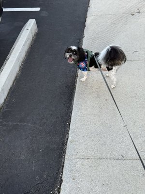 Grateful Pups Pet Salon