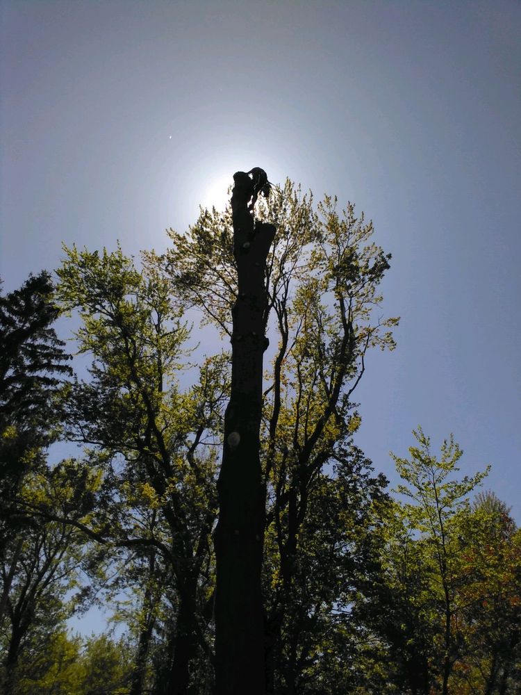 URBAN TREE FELLERS Updated June 2025 15 Photos 1560 Regent St URBAN TREE FELLERS Updated June 2025 15 Photos 1560 Regent St