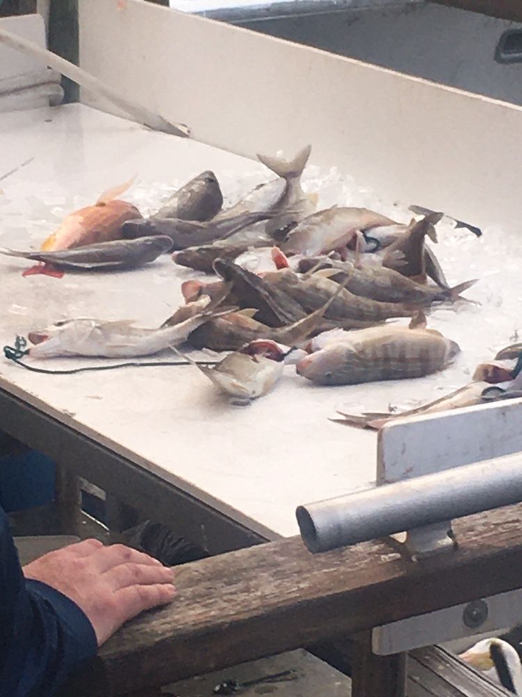 SEA TREK DEEP SEA FISHING 18 Photos & 19 Reviews Fishing 18500