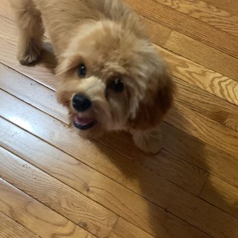 Petco - After grooming - Pet Groomers Near Me - Rego Park, New York