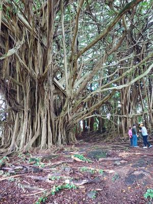 Wailuku River State Park by null