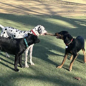 Miyuki Dog Park - 3 good looking pups! - Parks Near Me - San Jose, California Miyuki Dog Park - 3 good looking pups! - Parks Near Me - San Jose, California