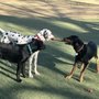 Photo of Miyuki Dog Park