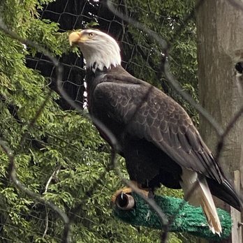 Sequoia Park Zoo - Bald eagle - Zoos Near Me - Eureka, California