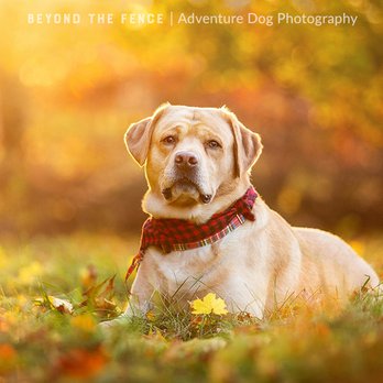 Beyond The Fence - Yellow labrador retriever lying down in front of fall foliage - Pet Photography Near Me Beyond The Fence - Yellow labrador retriever lying down in front of fall foliage - Pet Photography Near Me