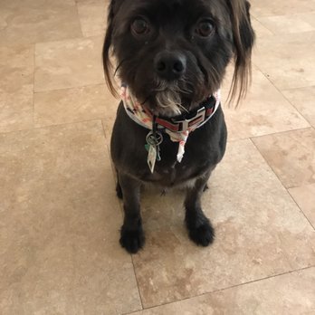 Hot Dog Grooming - Pet Groomers Near Me - Houston, Texas Hot Dog Grooming - Pet Groomers Near Me - Houston, Texas