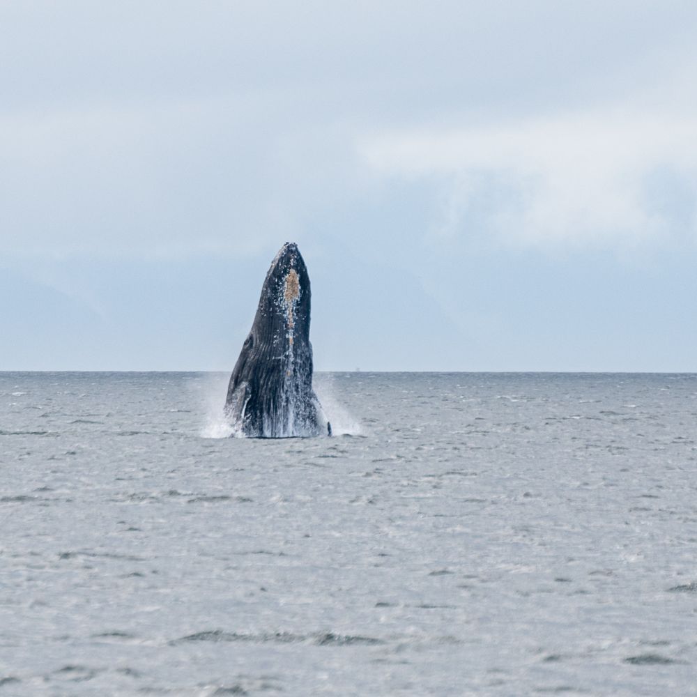 Juneau Lighthouse Tours - We were headed back when we saw this, doily on was nice enough to shut down the boat and let us enjoy - Whale Watching Tours Near Me - Juneau, Alaska