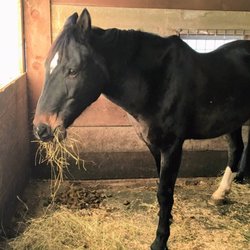 Olde Saratoga Farms - This is Diamond. He is a very good horse!