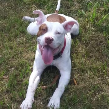 Nicole's Pet Care - Thunder - Pet Sitting Near Me Nicole's Pet Care - Thunder - Pet Sitting Near Me