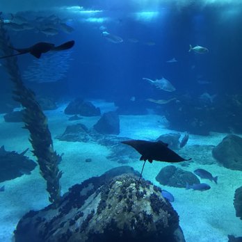 Oceanário de Lisboa - Aquariums Near Me - Lisbon, 11 Oceanário de Lisboa - Aquariums Near Me - Lisbon, 11