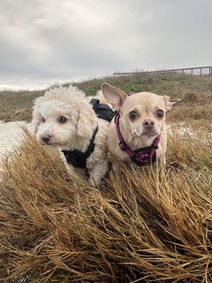 Asilomar Hotel and Conference Grounds by null