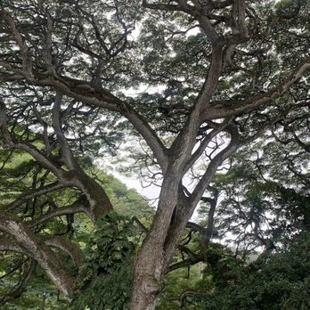 Toa Luau - Tree - Cultural Center Near Me - Haleiwa, Hawaii