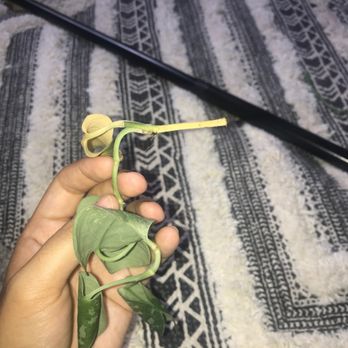 Buchanan's Native Plants - Noticed this yellowing leaf and as I was going to cut it the whole thing pulled right out. This wasn't the only one either. - Nurseries & Gardening Near Me - Houston, Texas