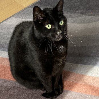 Bajah's Cat Cafe - Meet Brooke! - Cafes Near Me - Tiverton, Rhode Island