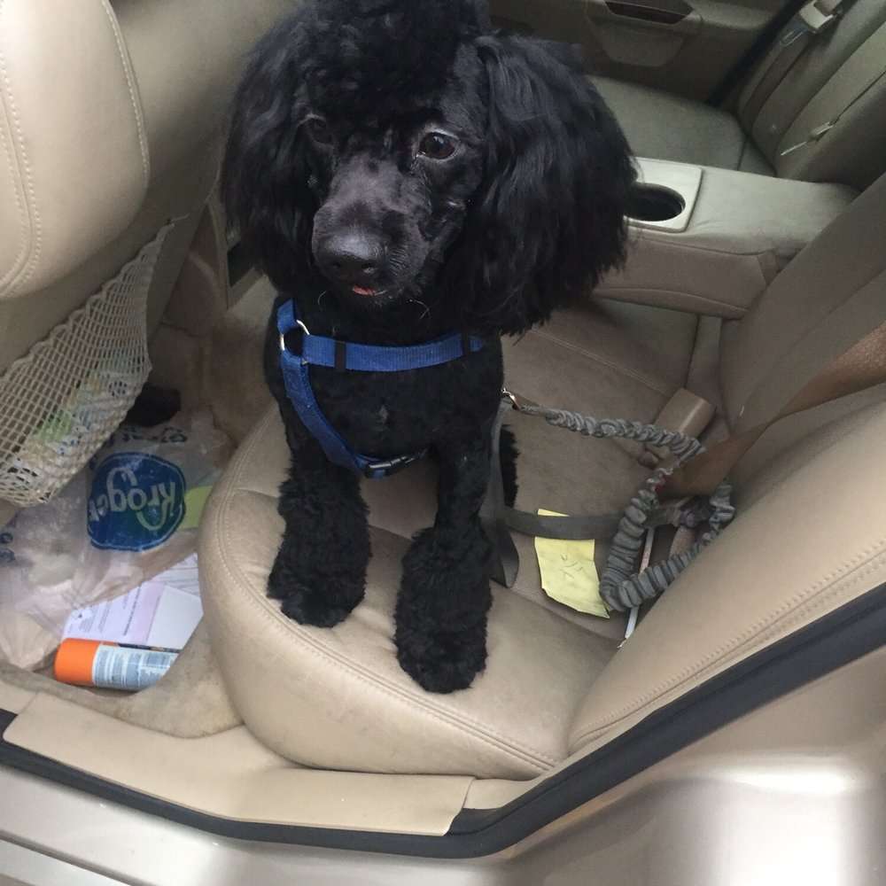 Petco - My poodle and I both love the grooming department at Petco. - Pet Stores Near Me - Houston, Texas Petco - My poodle and I both love the grooming department at Petco. - Pet Stores Near Me - Houston, Texas