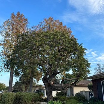 De Leon Tree Trimming & Landscaping - After - Tree Services Near Me