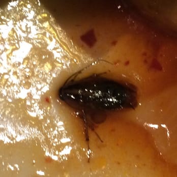 Hong Kong Chinese Restaurant - a bed bug on a piece of food - Chinese Near Me - Murrells Inlet, South Carolina Hong Kong Chinese Restaurant - a bed bug on a piece of food - Chinese Near Me - Murrells Inlet, South Carolina