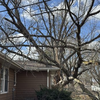 Elite Tree Services - Tree Services Near Me Elite Tree Services - Tree Services Near Me