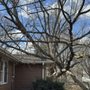 Elite Tree Services