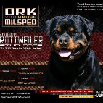 C & G German Import Rottweilers - This is a Von Sarco STUD I use from time to time he was imported from Serbia Milsped Kennel world famous - Pet Breeders Near Me - Snohomish, Washington C & G German Import Rottweilers - This is a Von Sarco STUD I use from time to time he was imported from Serbia Milsped Kennel world famous - Pet Breeders Near Me - Snohomish, Washington