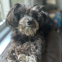 Vet Connection - Tiny Dancer