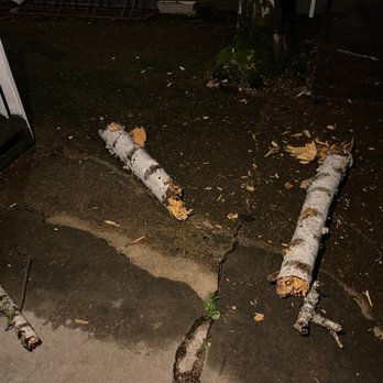 Von Klein Property Management - The tree branches that dented my car :) - Property Management Near Me - Eugene, Oregon
