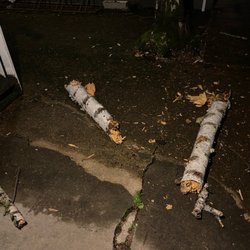 Von Klein Property Management - The tree branches that dented my car :)