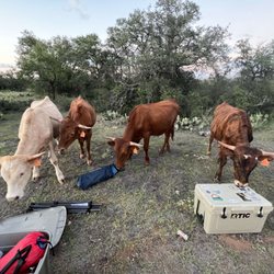 Brown Chicken Brown Cow Ranch - Longhorns inspecting campers things