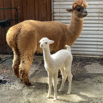 Buck Brook Alpacas - Newborn Baby Alpaca with Mama - Attraction Farms Near Me - Roscoe, New York Buck Brook Alpacas - Newborn Baby Alpaca with Mama - Attraction Farms Near Me - Roscoe, New York