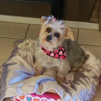 Beggin 4 more - Yorkie Poo. - Pet Groomers Near Me - Apple Valley, California Beggin 4 more - Yorkie Poo. - Pet Groomers Near Me - Apple Valley, California