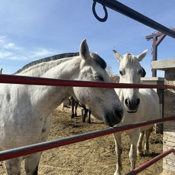 Rancho El Milagro - Horses - Horseback Riding Near Me - Apple Valley, California Rancho El Milagro - Horses - Horseback Riding Near Me - Apple Valley, California
