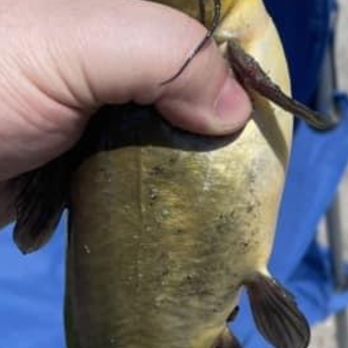 Twin Lakes State Park - Bullheads galore. - Fishing Near Me - Rockwell City, Iowa Twin Lakes State Park - Bullheads galore. - Fishing Near Me - Rockwell City, Iowa