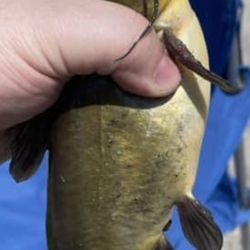 Bullheads galore.