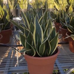 KK & R Nursery